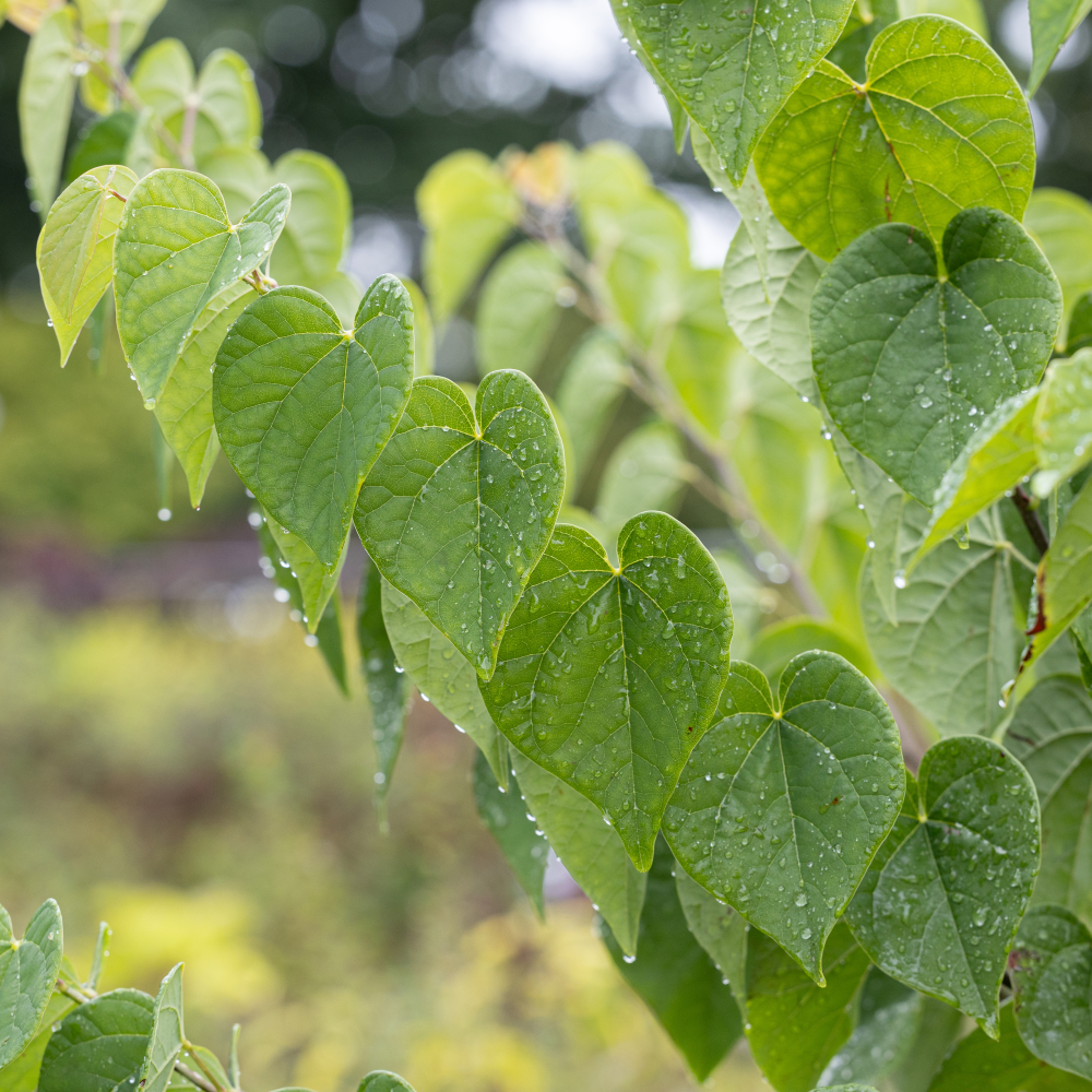 Feuillage en coeur de cercis canadensis Acer of Hearts