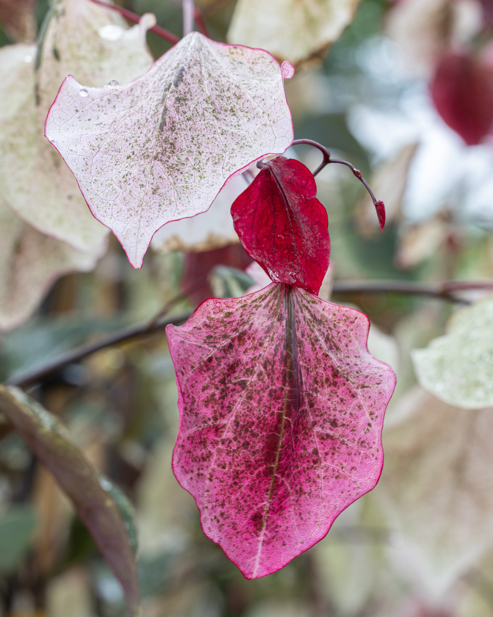 Feuillage de Gainier du Canada, Arbre de Judée - Cercis canadensis Carolina Sweetheart