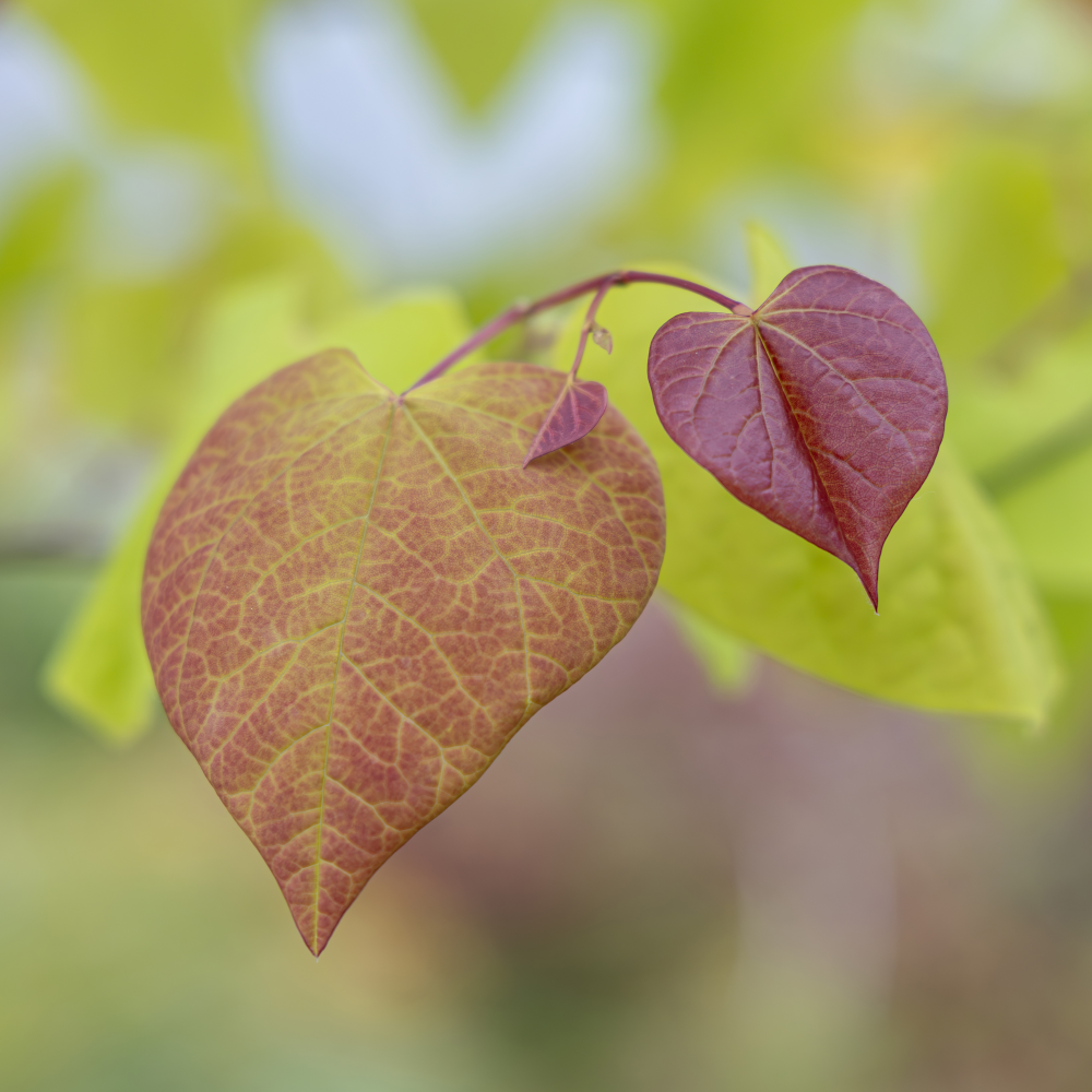 Feuillage au printemps du Cercis canadensis Eternal Flame