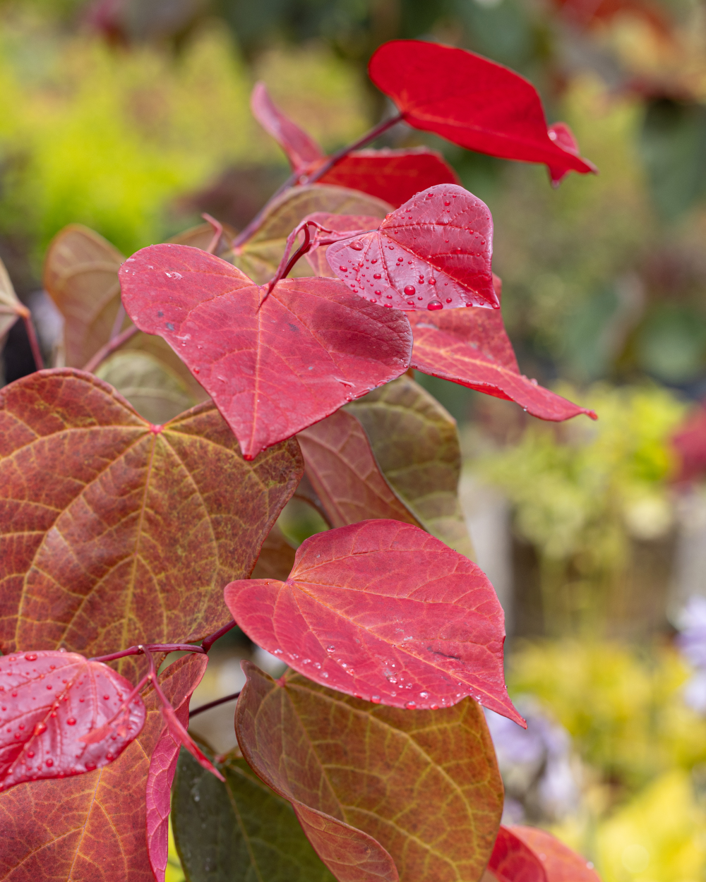 Feuillage de Cercis canadensis Heart's a Fire