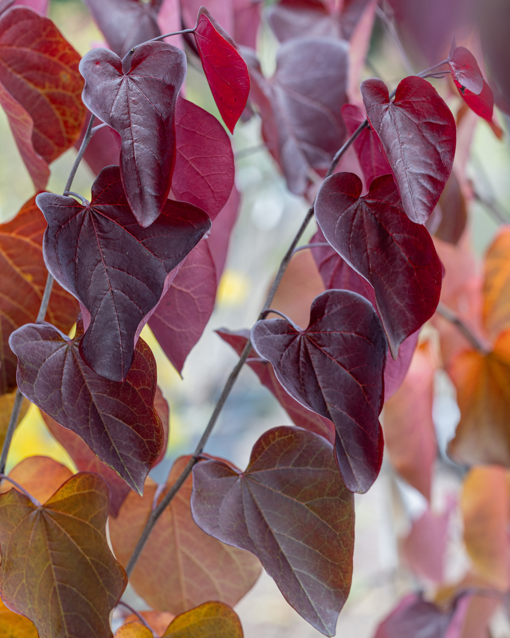 Feuillage pourpre de cercis canadensis Merlot