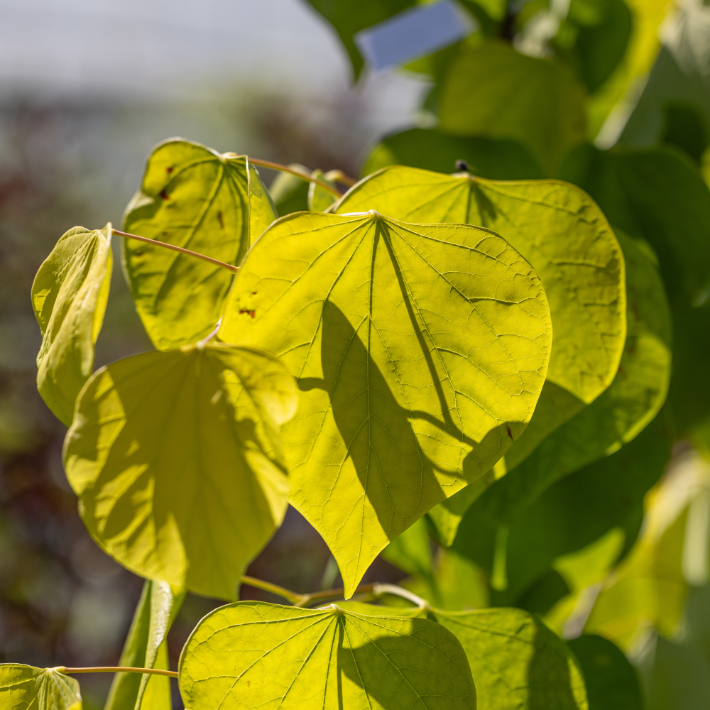 Feuillage de Cercis canadensis Rising Sun