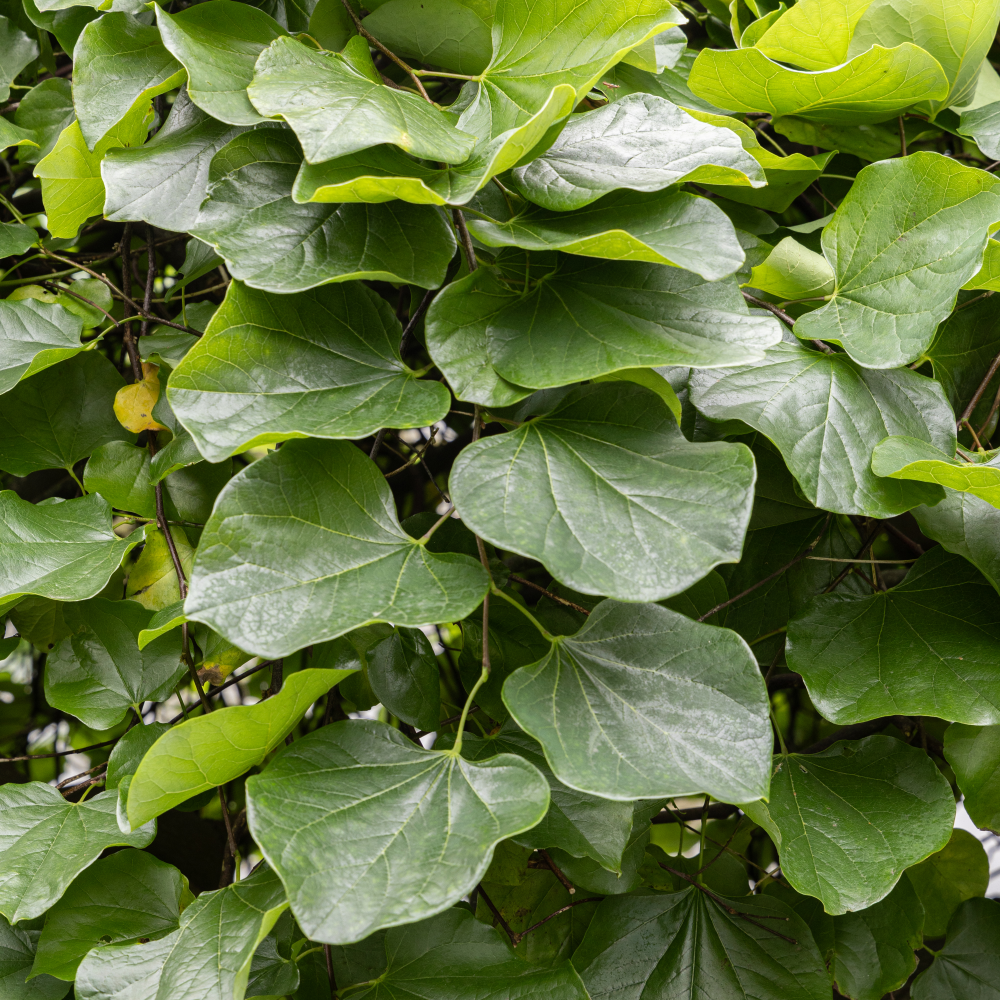 Feuilles lustré de cercis traveller