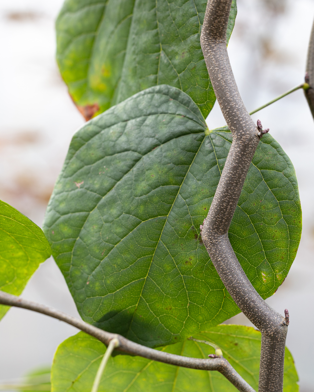 Rameau en zig zag du cercis zigzag