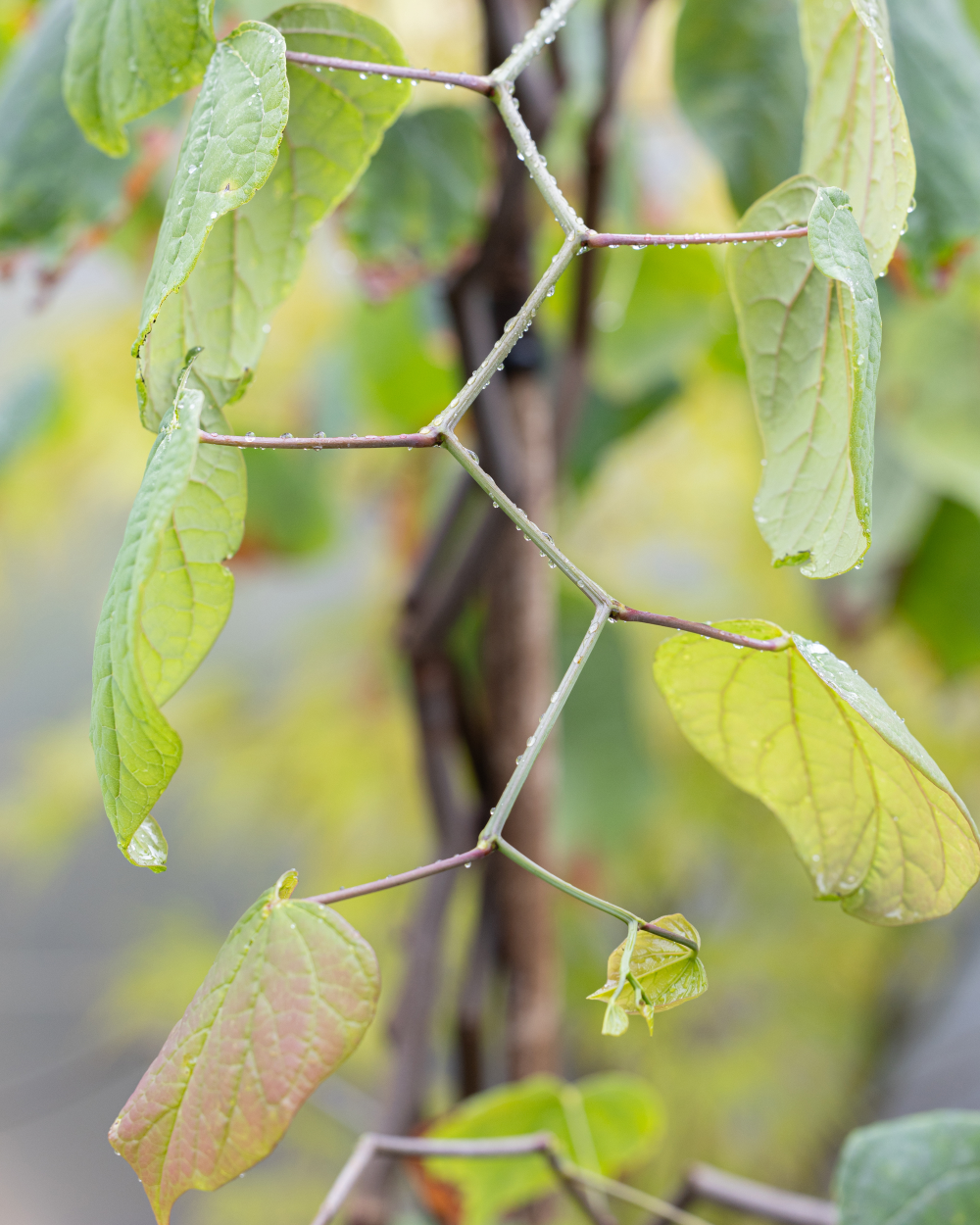 Rameau de Cercis zigzag