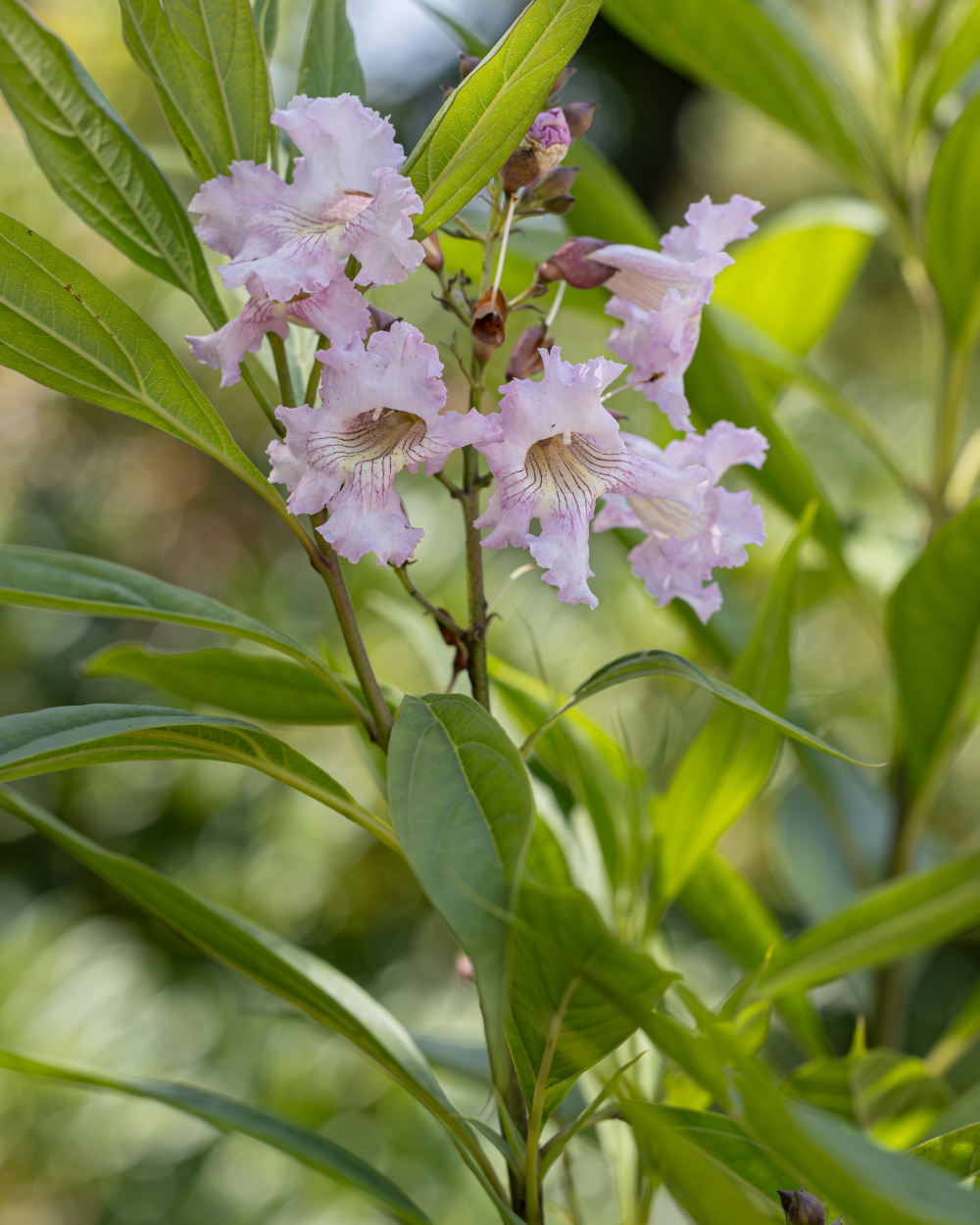 Fleurs de Chitalpa