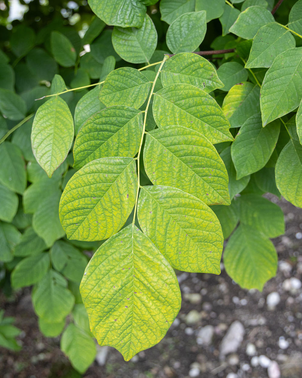 Feuille composée de Cladrastis kentukea