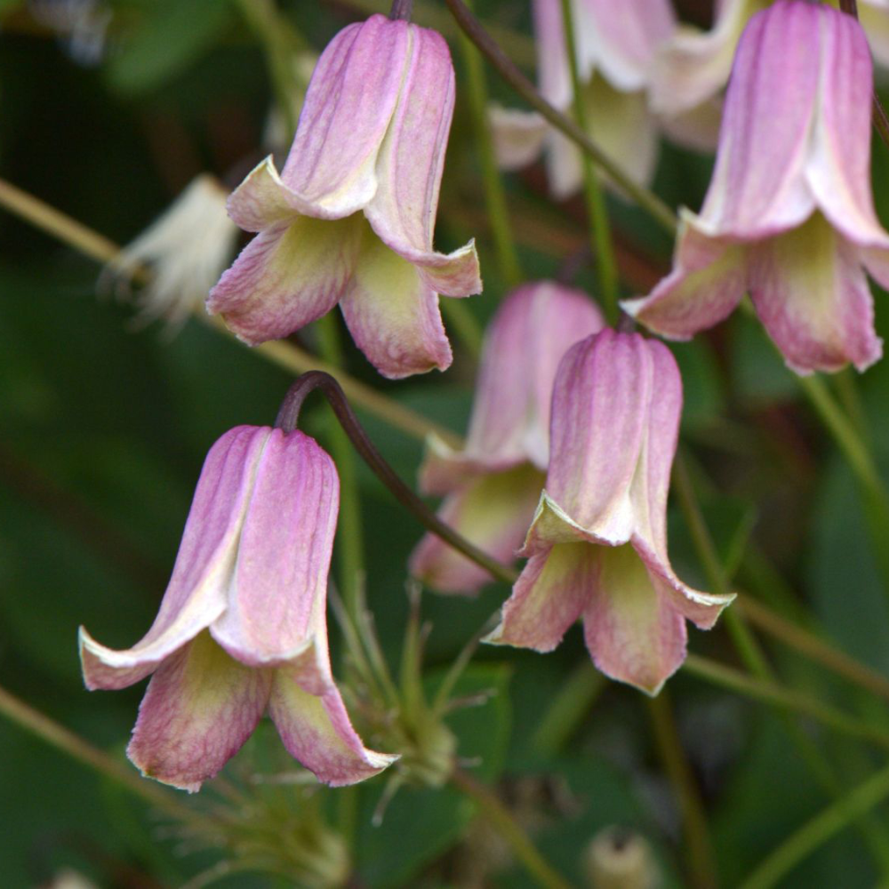 Fleurs campanulée de Clématite Fay