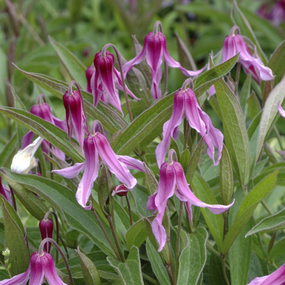Fleurs de clematis integrifolia hanajima