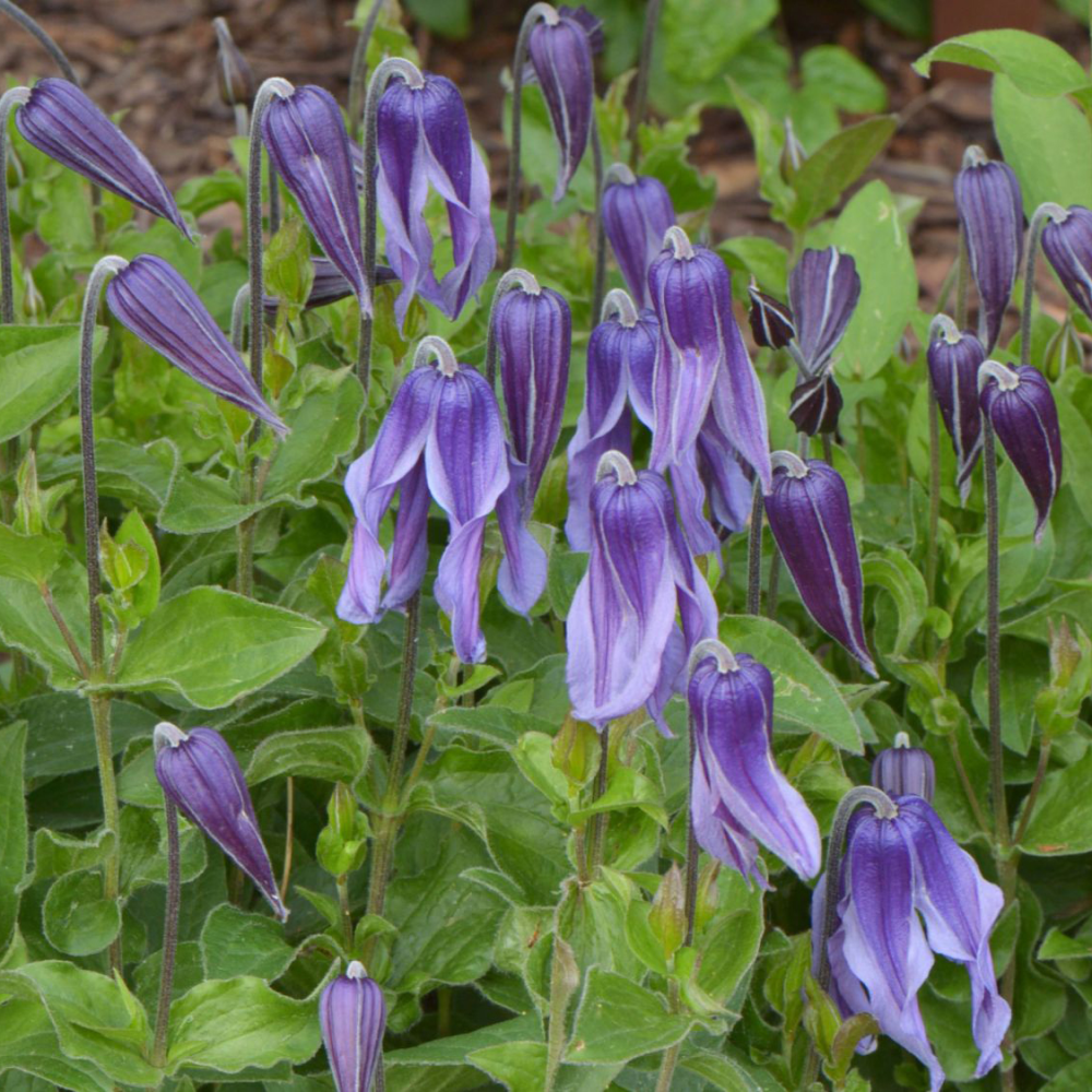 Floraison bleu de clematis integrifolia Little artist