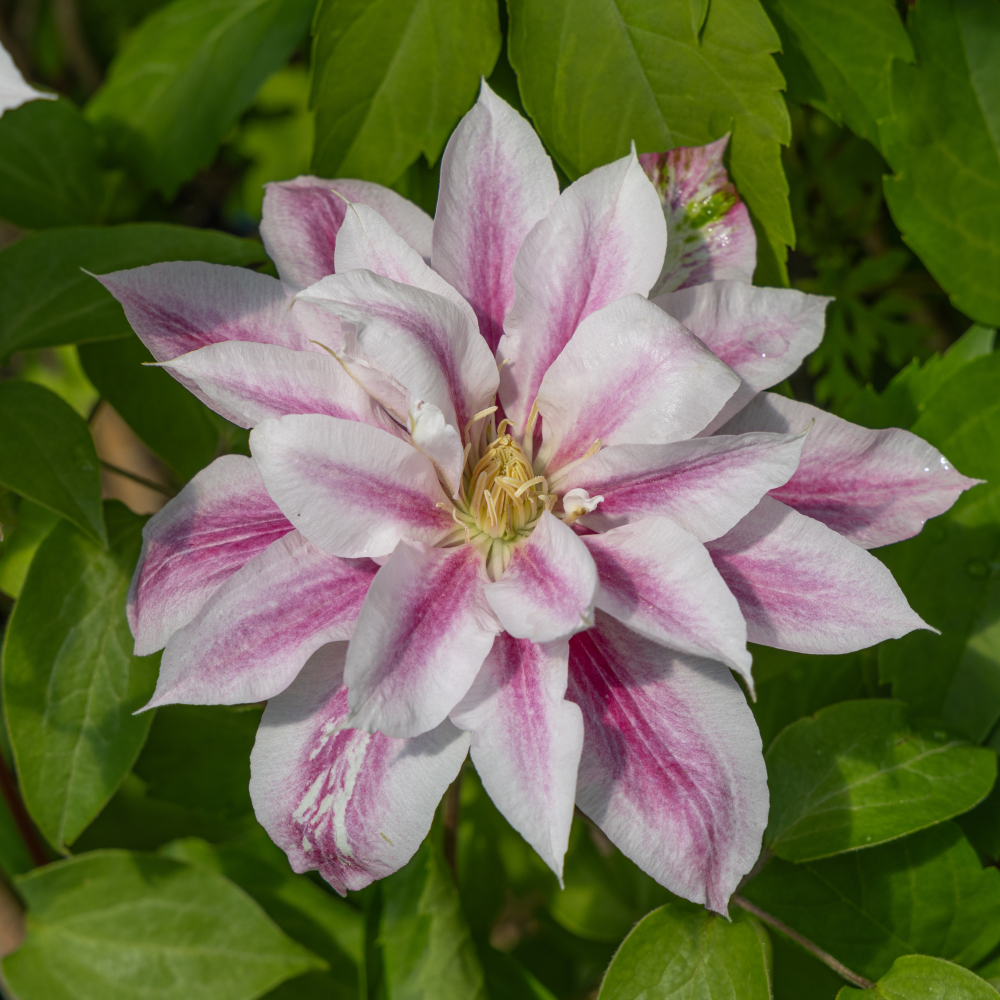 Floraison clematite andromeda