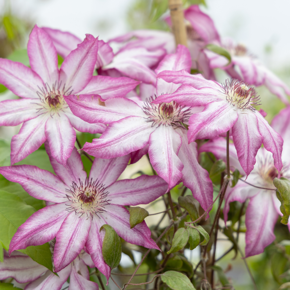 Floraison Clematite Tea
