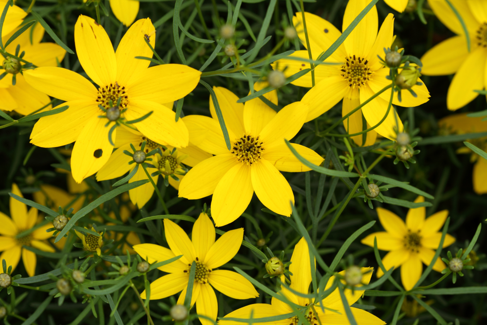 Gros plan sur les fleurs de coreopsis zagreb