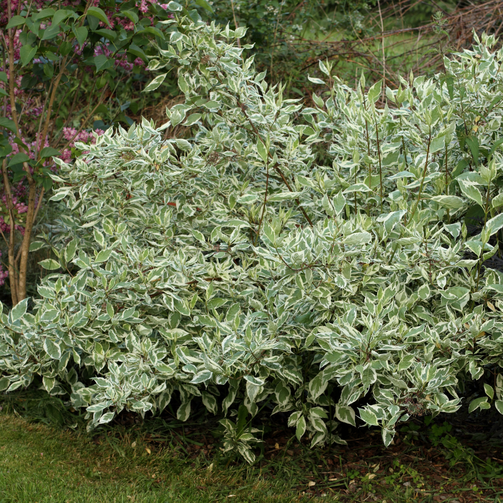 feuillage Cornus alba Elegantissima 