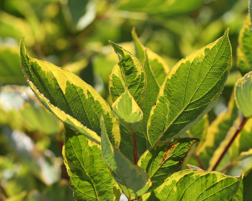 Feuillage du cornus alba gouchaultii