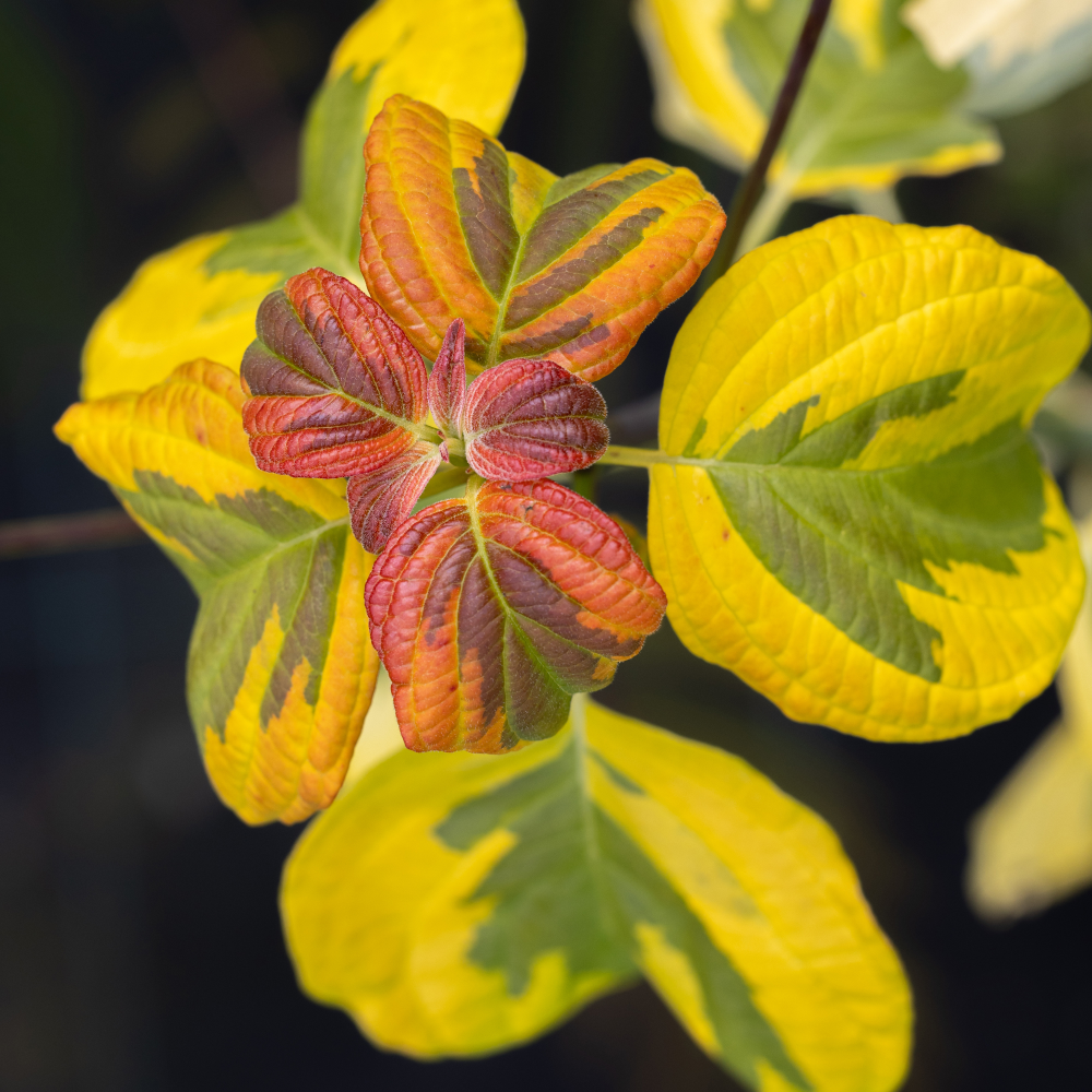 Feuillage de cornus alternifolia golden shadow