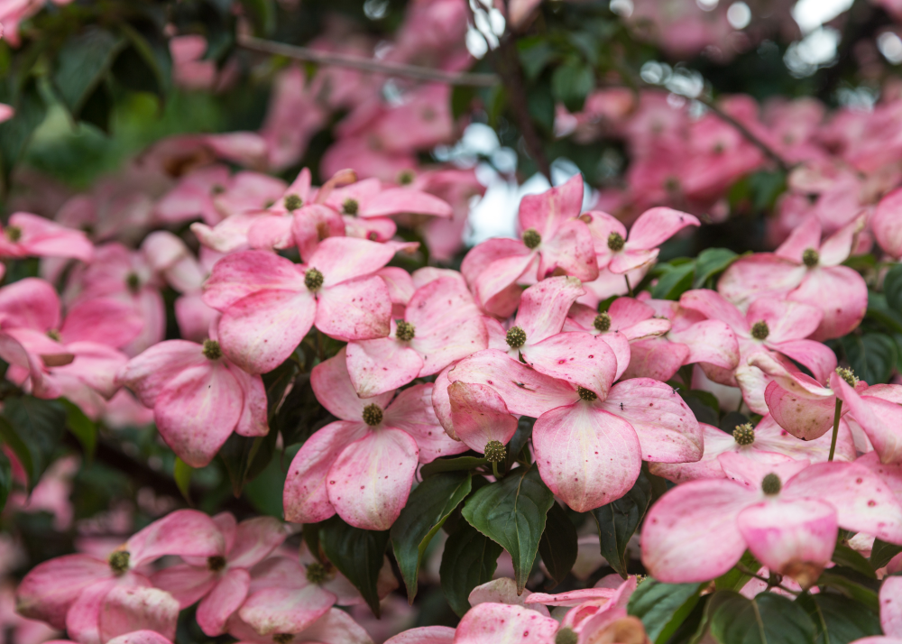 Floraison de cornus kousa satomi