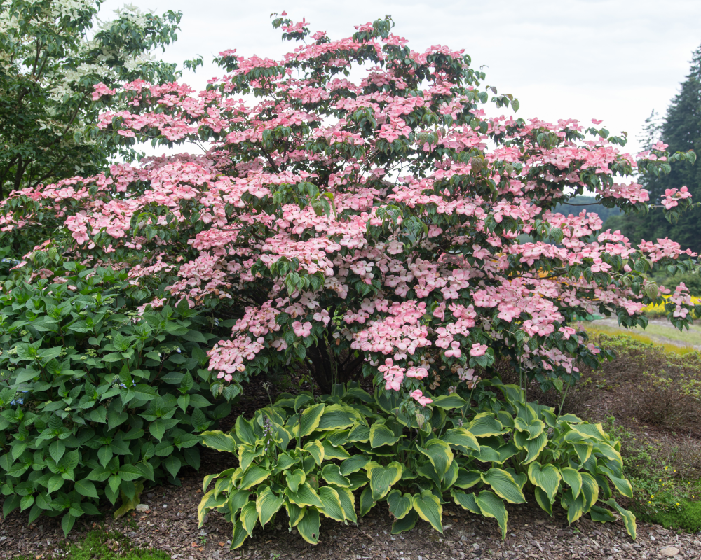 Floraison rose de Cornus kousa Satomi