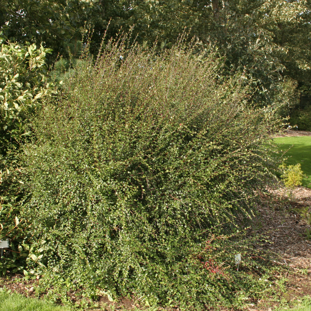 Port de cotoneaster nitens