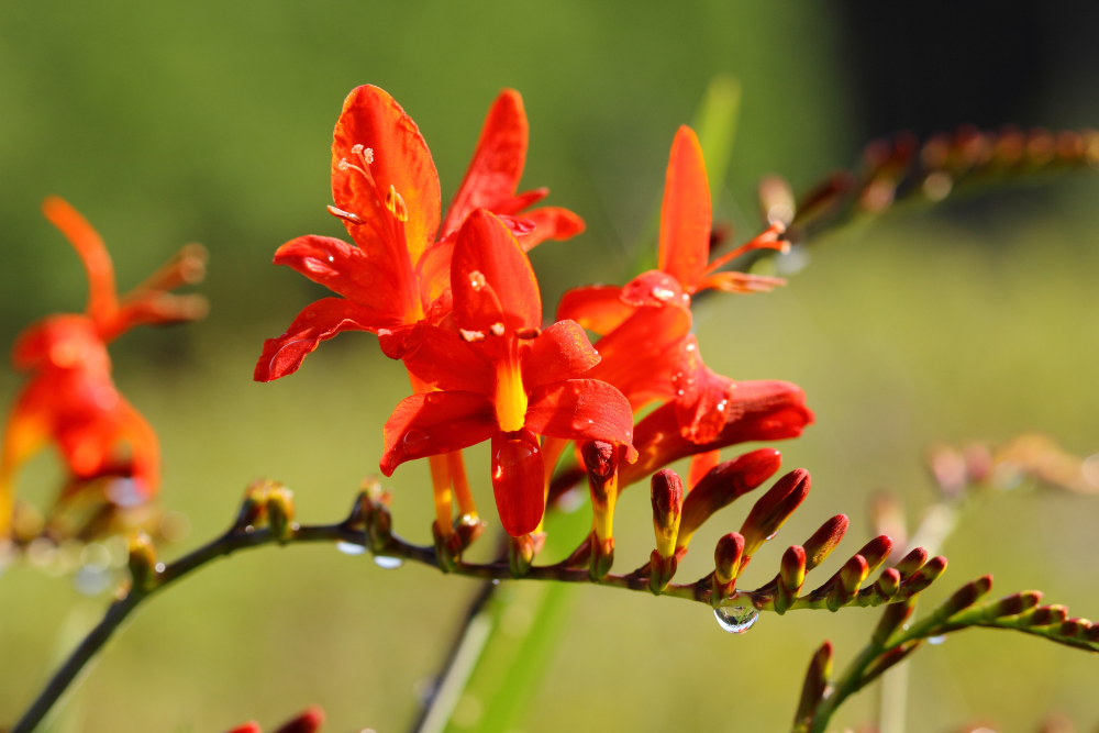 Fleurs de crocosmia Lucifer