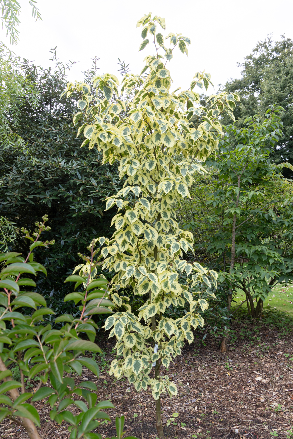 Port érigé de davidia involucrata lady sunshine