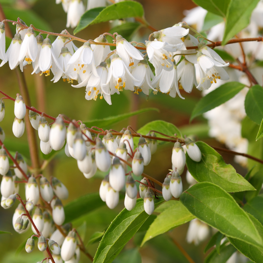Floraison de deutzia pulchra