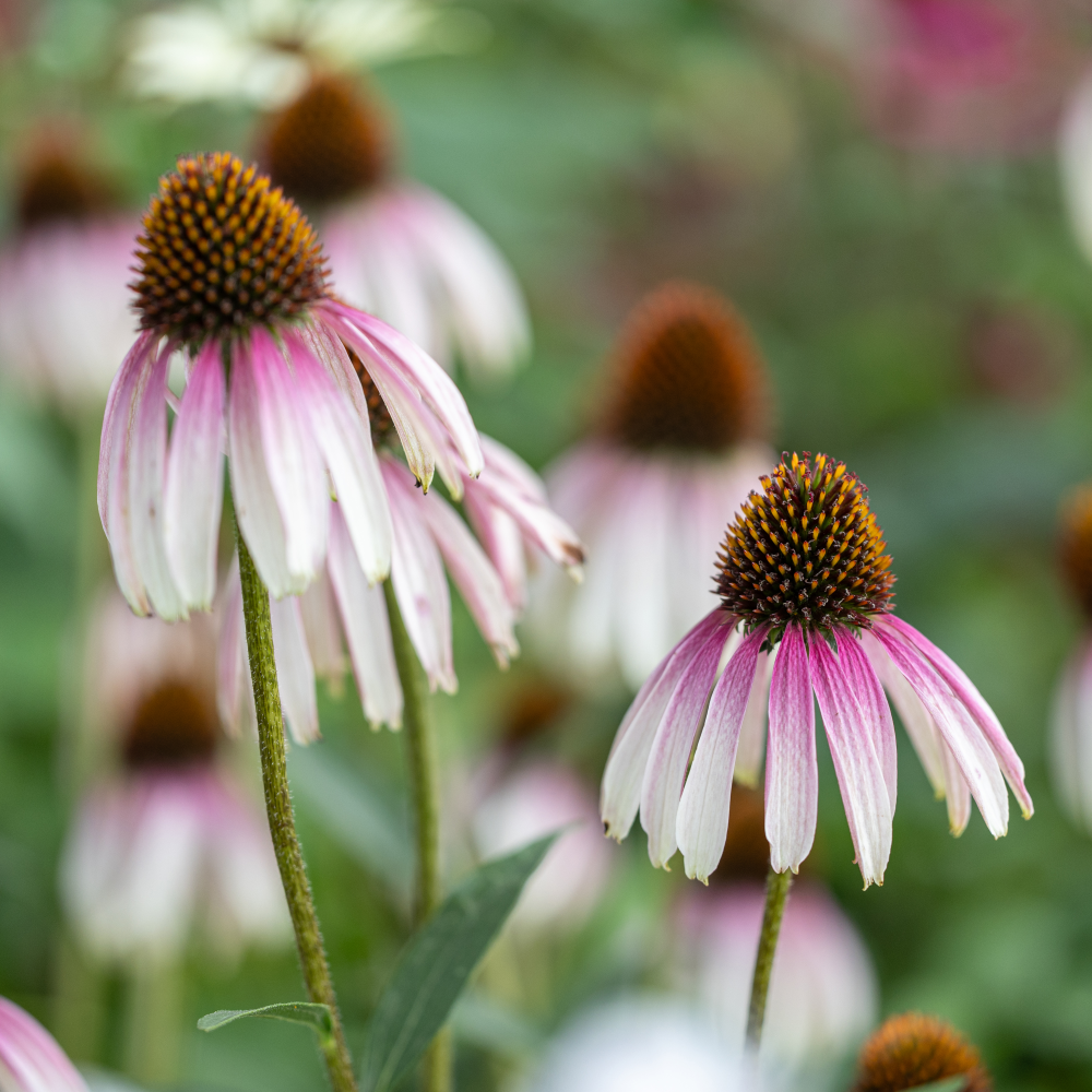 Inflorescences de Echinacea Pretty Parasols