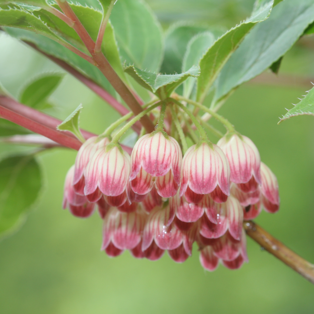 Fleurs campanulée de enkianthus campanulatus