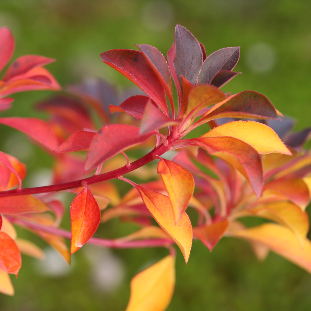 Feuillage automnale rouge de enkianthus campanulatus