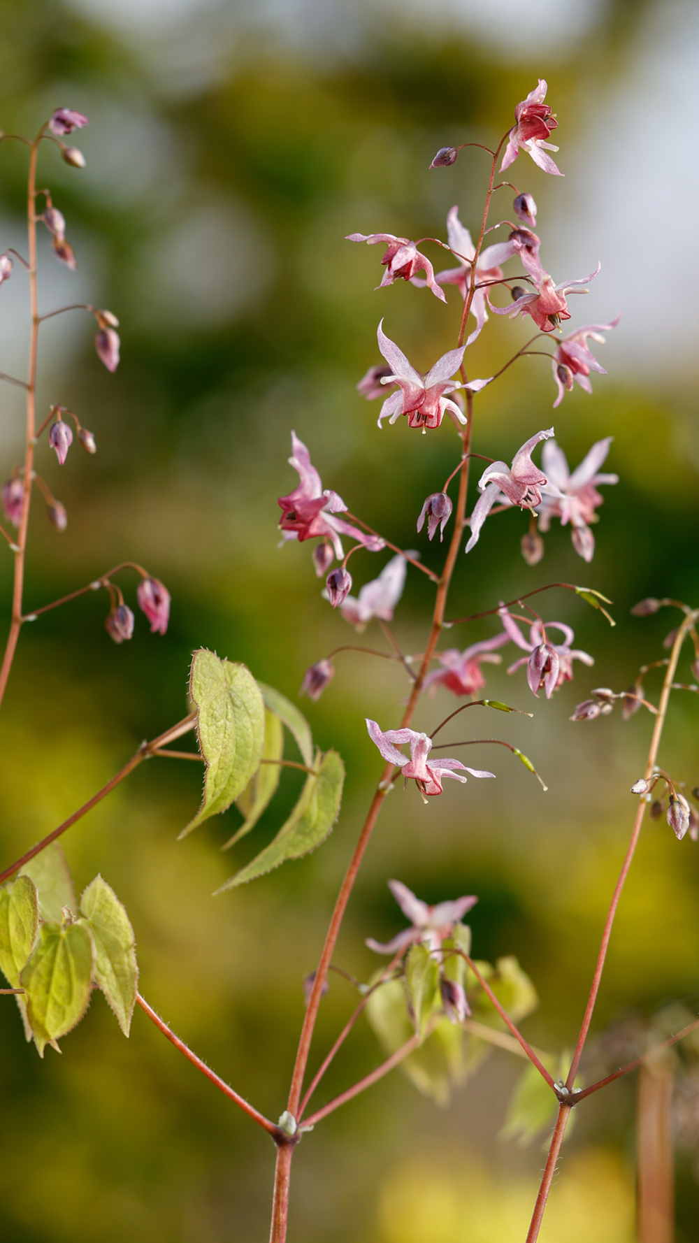 Floraison de epimedium x asiatic hybrid