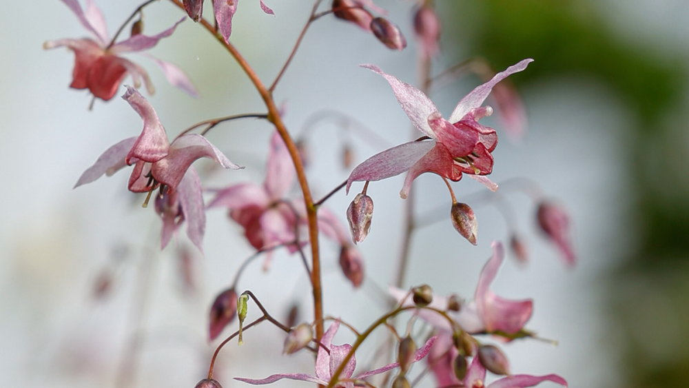 Gros plan sur les fleurs de epimedium x asiatic hybrid