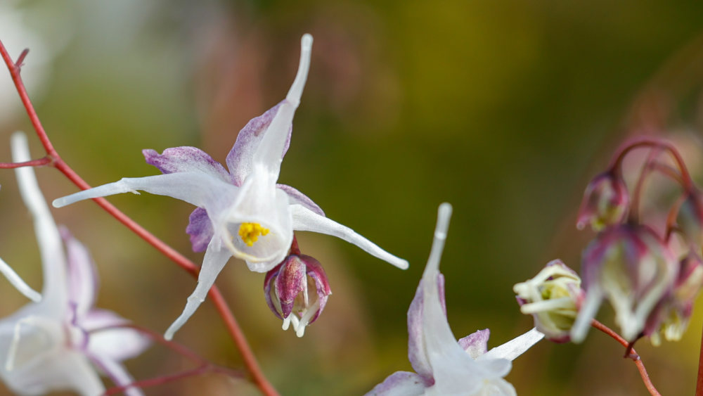 Gros plan sur la fleur de epimedium grandiflorum White Queen