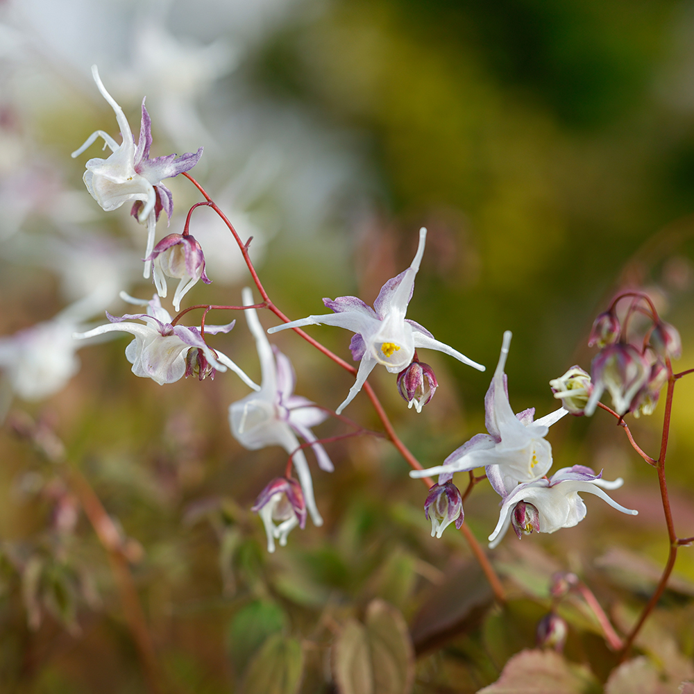 Floraison de epimedium grandiflorum White Queen