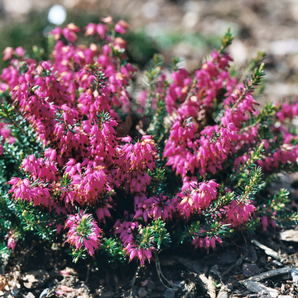 Floraison d'erica rosalie