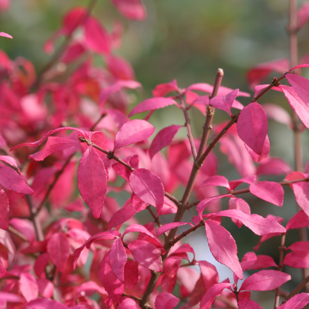 Feuillage d'automne de euonymus ciliatodentatus