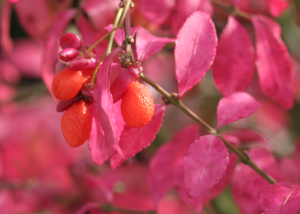 Fruits de de euonymus ciliatodentatus