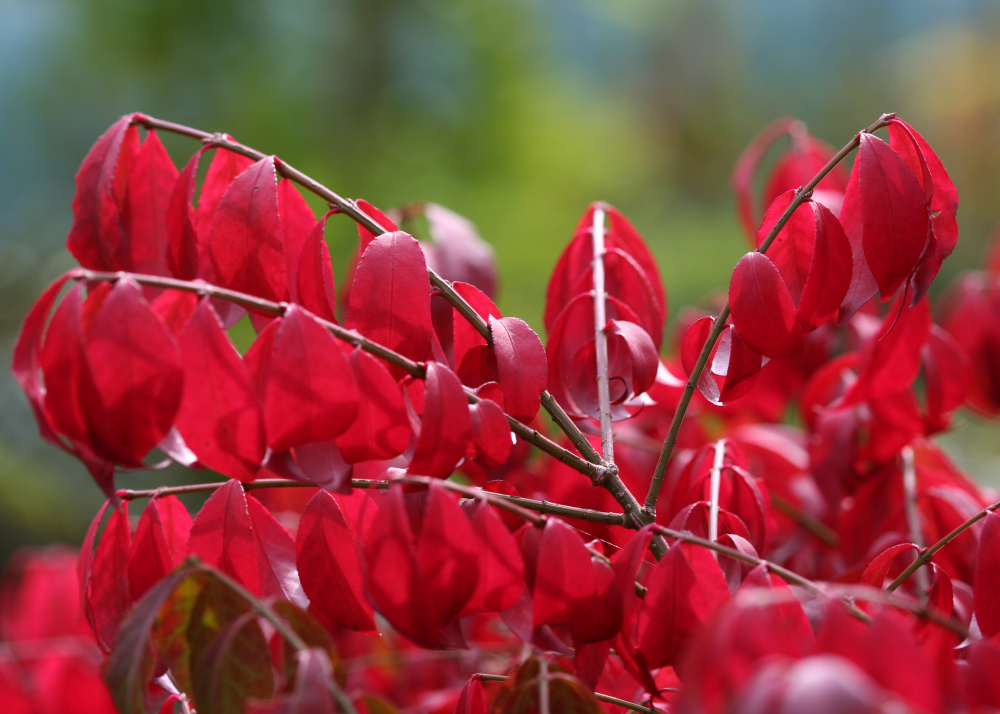 Feuillage automnale rouge de Euonymus alatus Odom Little moses