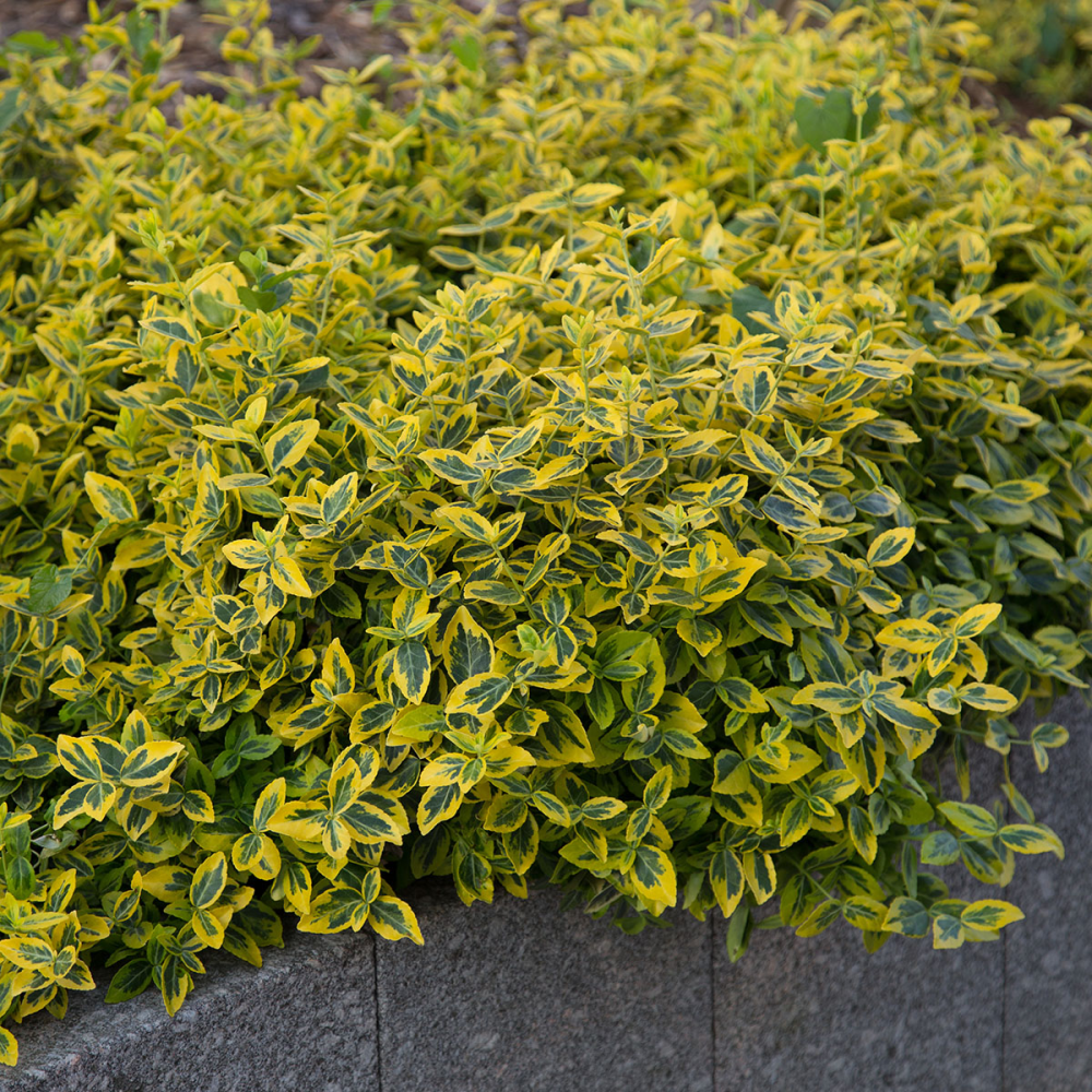 Feuillage persistant de Euonymus fortunei Emerald Gold