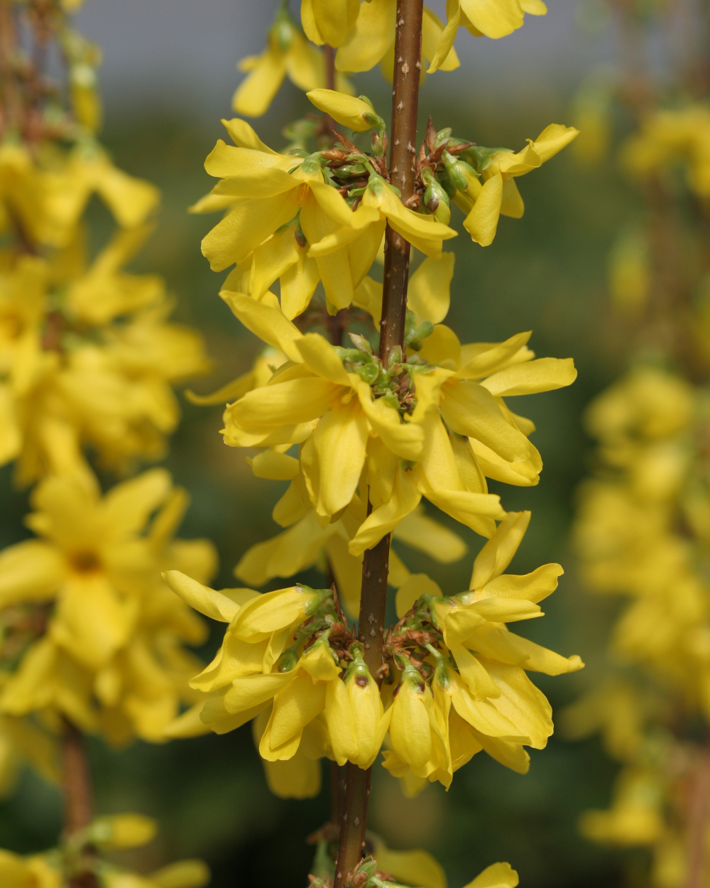 Fleurs de forsythia