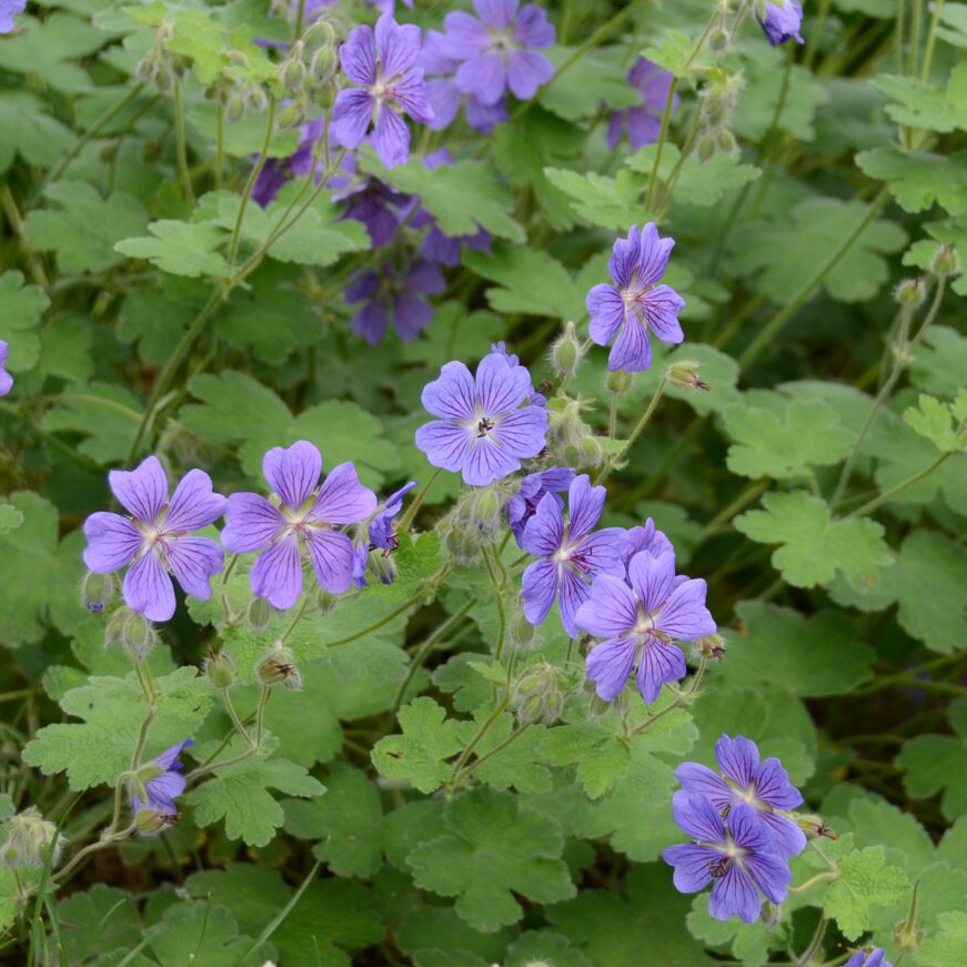 Floraison de Geranium renardii ‘Terre Franche’