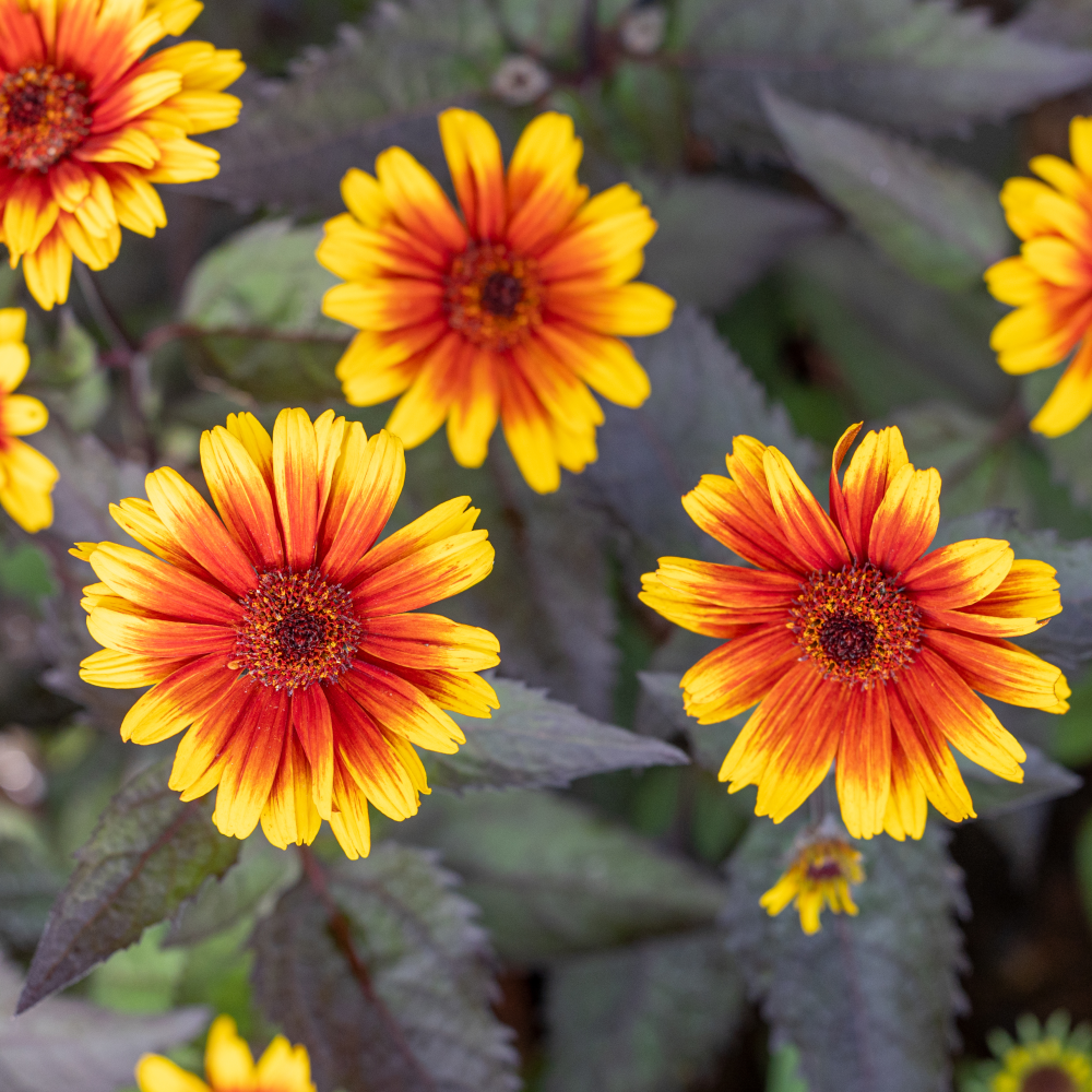 Floraison de Heliopsis helianthoides var. scabra ‘Funky Spinner’