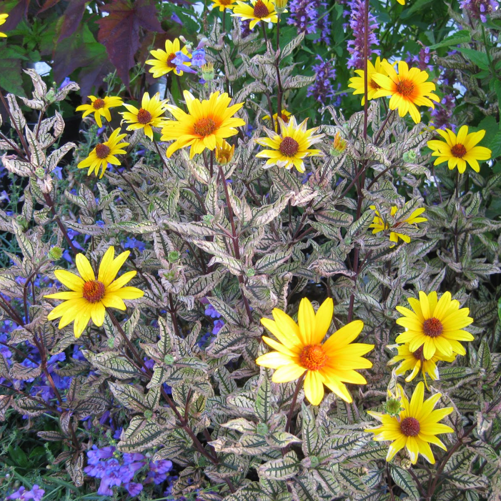 feuillage marbré de Heliopsis x Summer Pink