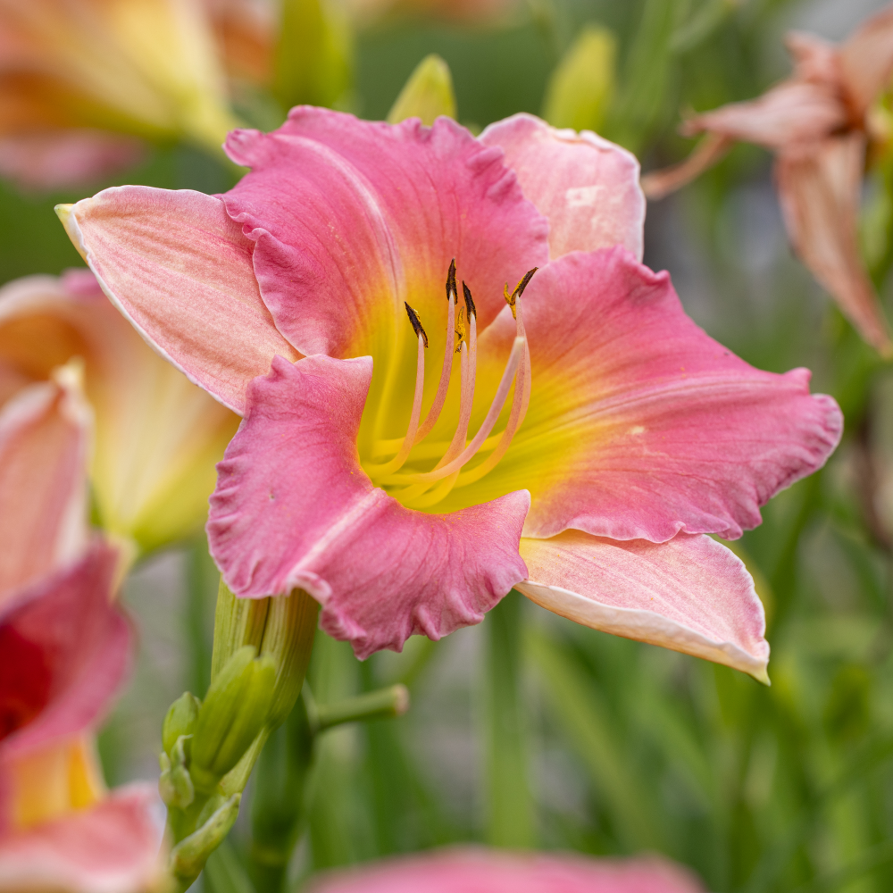 Floraison de hemerocallis final touch