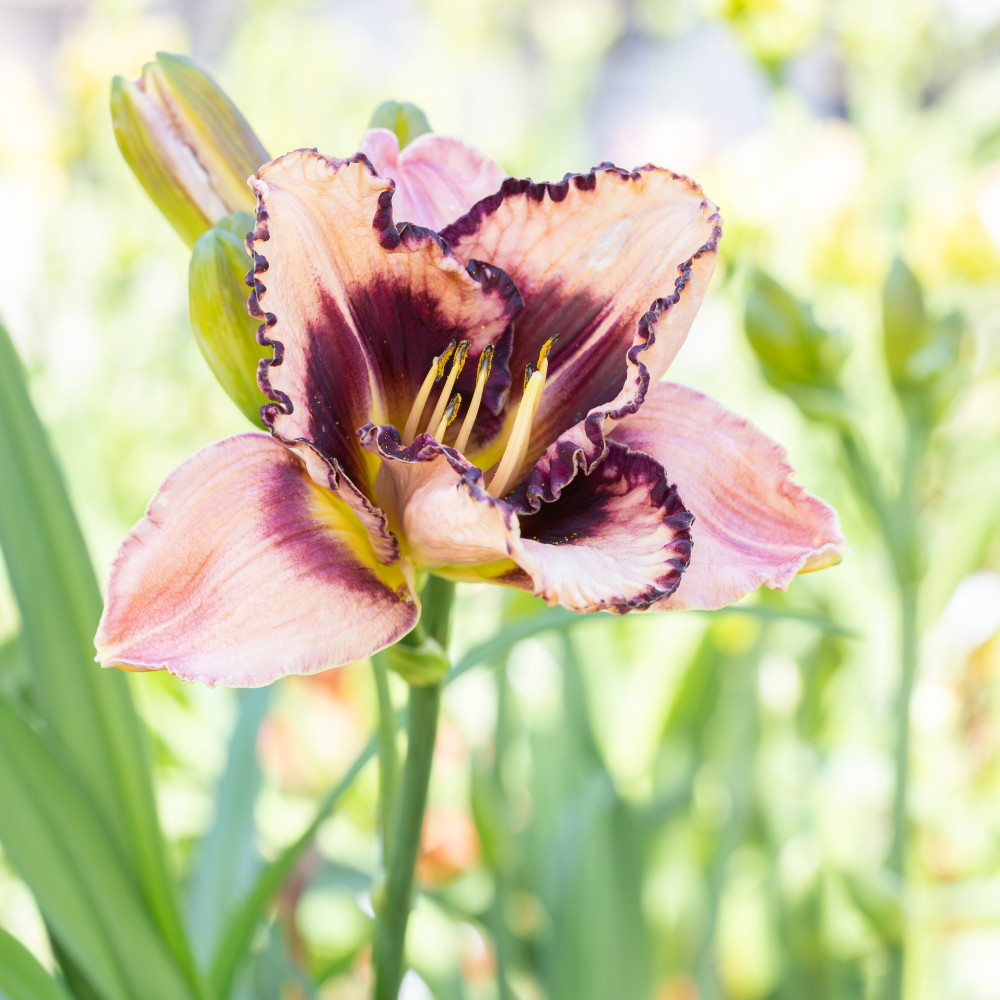Floraison de hemerocallis Lies and Lipstick