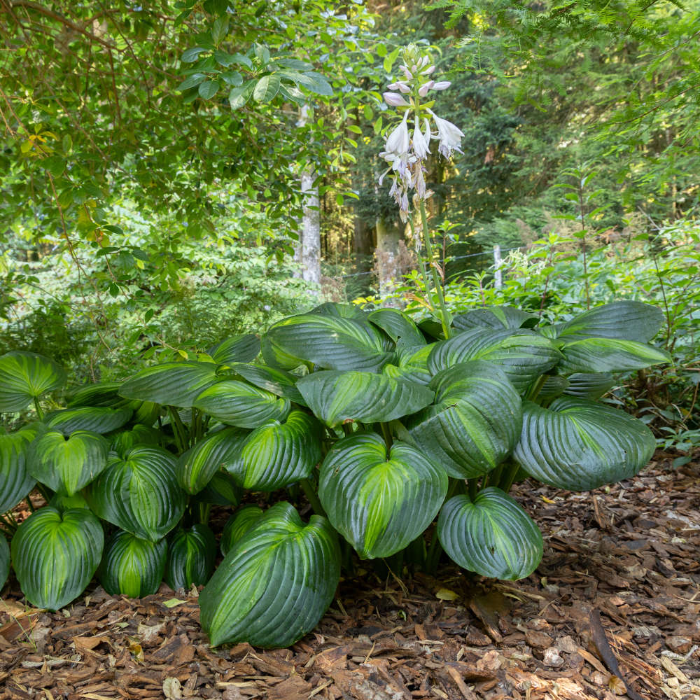 Feuillage de hosta avocado