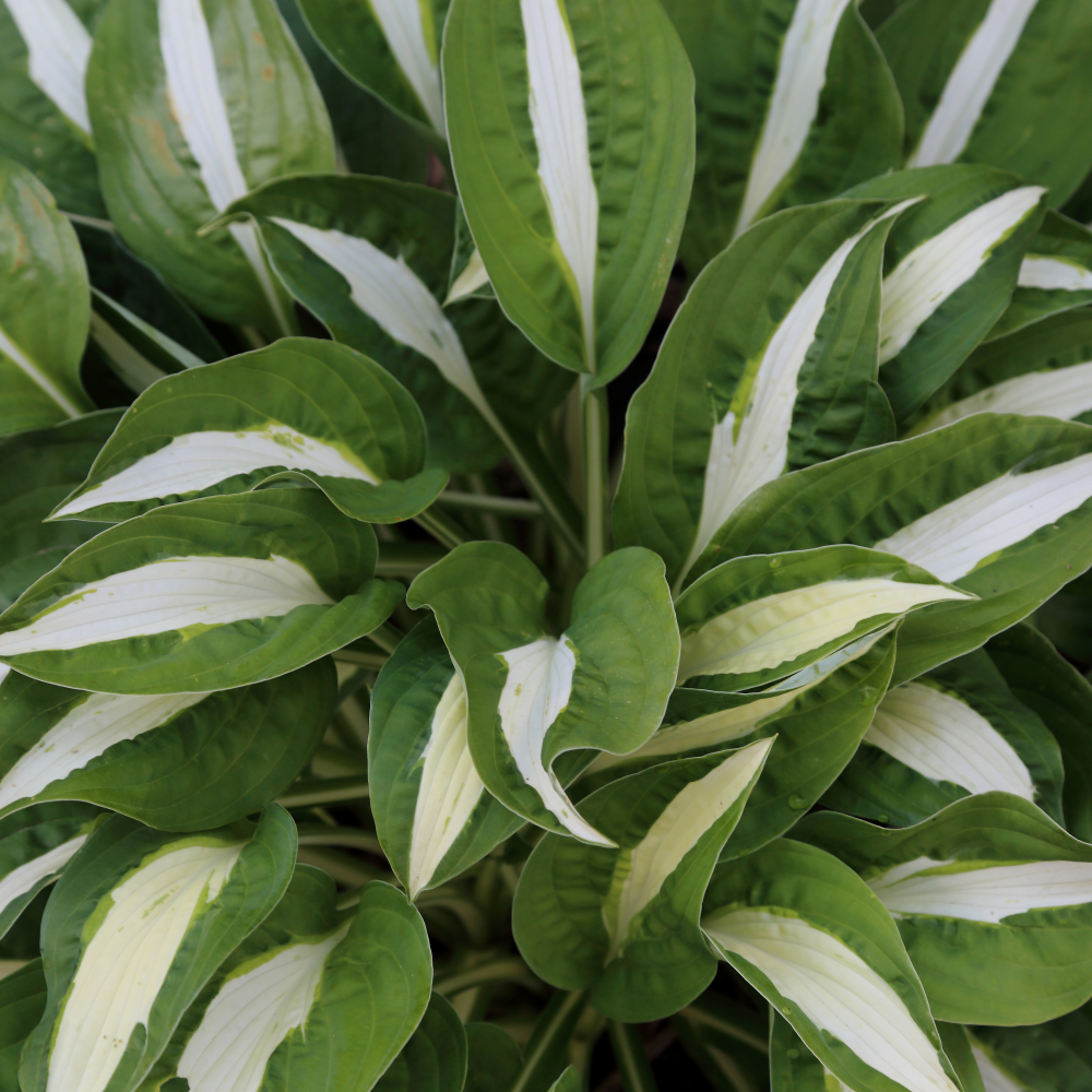 Feuillage de hosta Risky Business