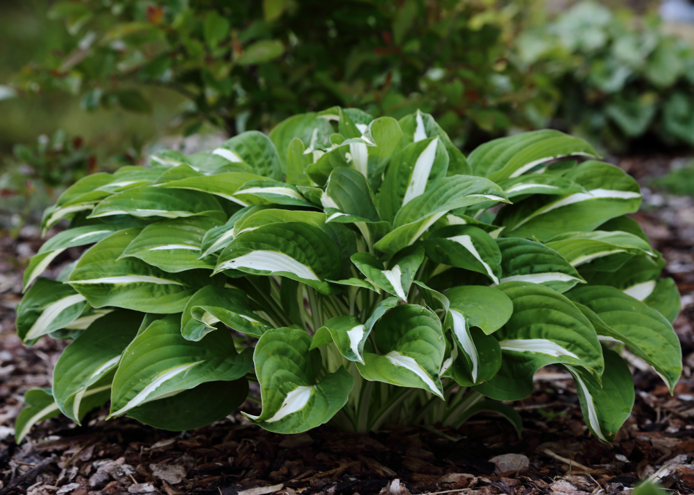 Port de hosta Risky Business
