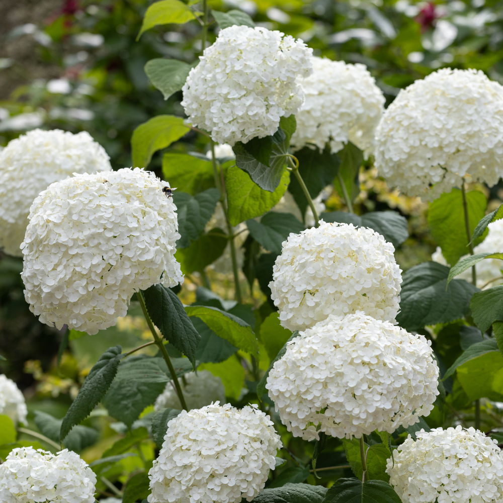 Floraison de hydrangea Annabelle strong