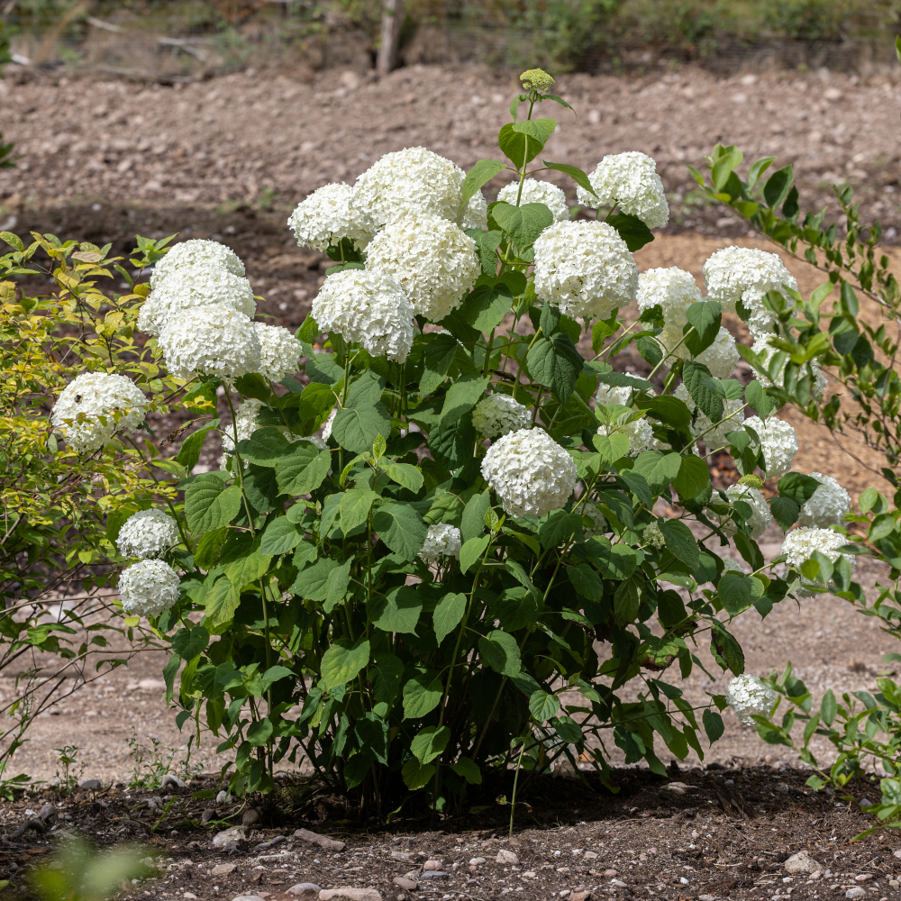 Port de Hydrangea arborescens annabelle strong