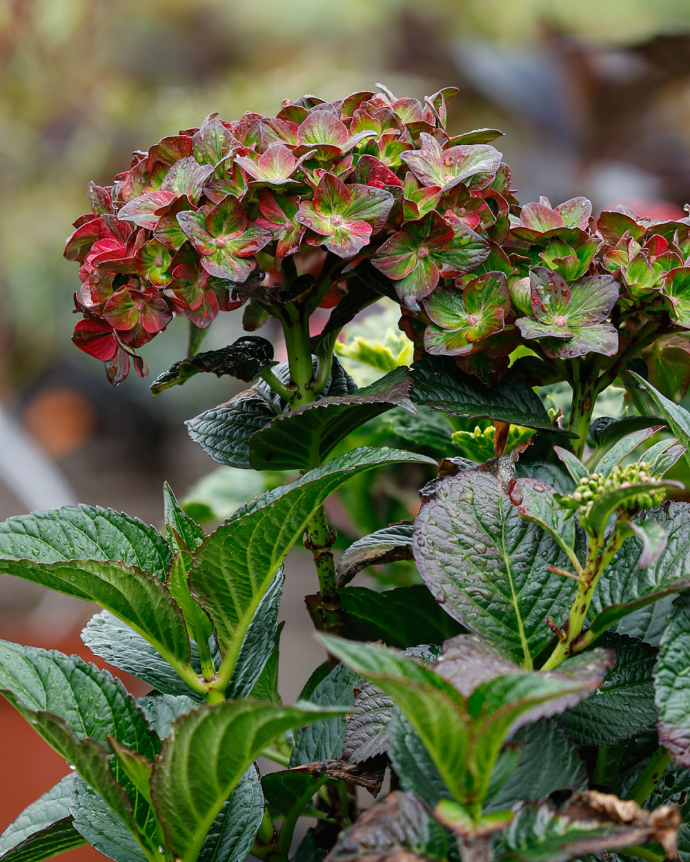 floraison de Hydrangea macrophylla CHOCOLATE EVER BELLES® ‘Hokomachoko’